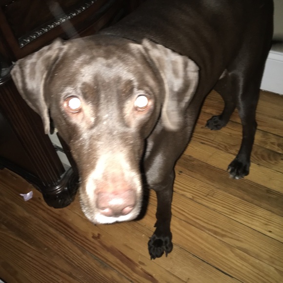 Meet your Posher, Wanda - Picture 1 of 1